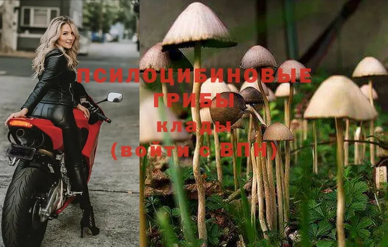 Псилоцибиновые грибы Magic Shrooms  Грязи 